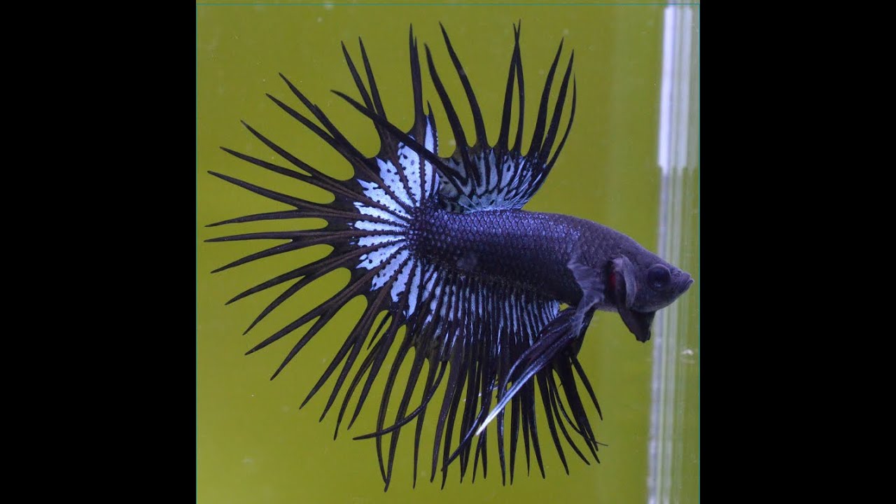 ベタ クラウンテール 黒蘭（ブラックオーキッド）